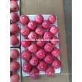 Tailles de pommes fuji fraîches de Chine yantai